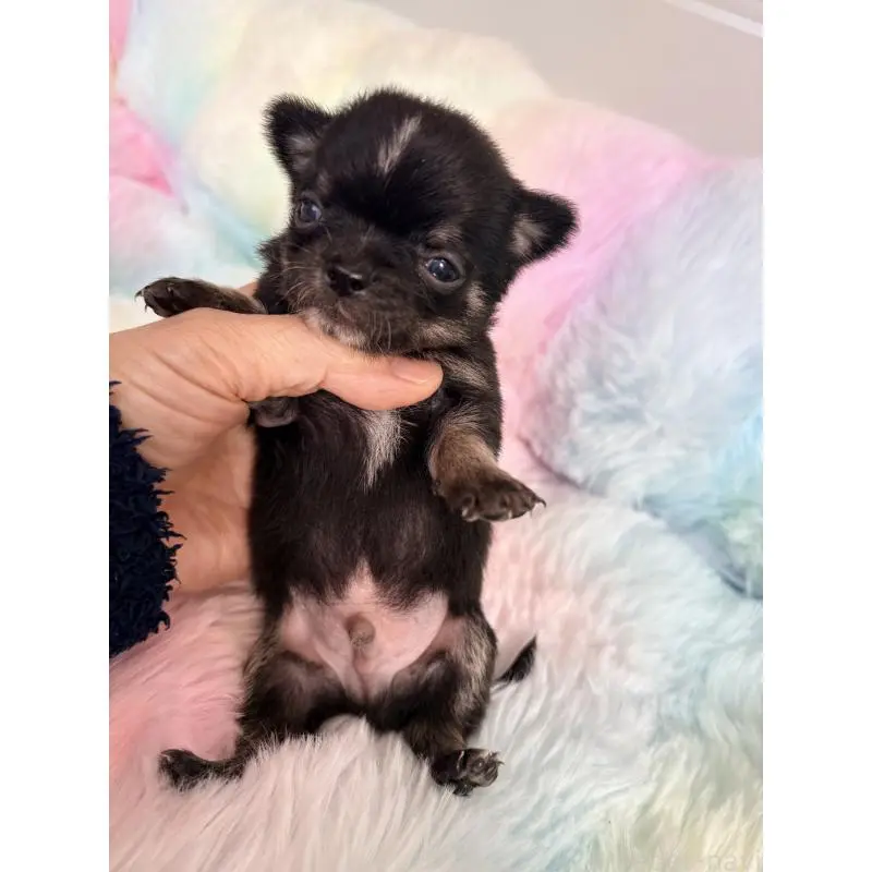 販売中の千葉県のチワワ(スムースコート)-453344の4枚目