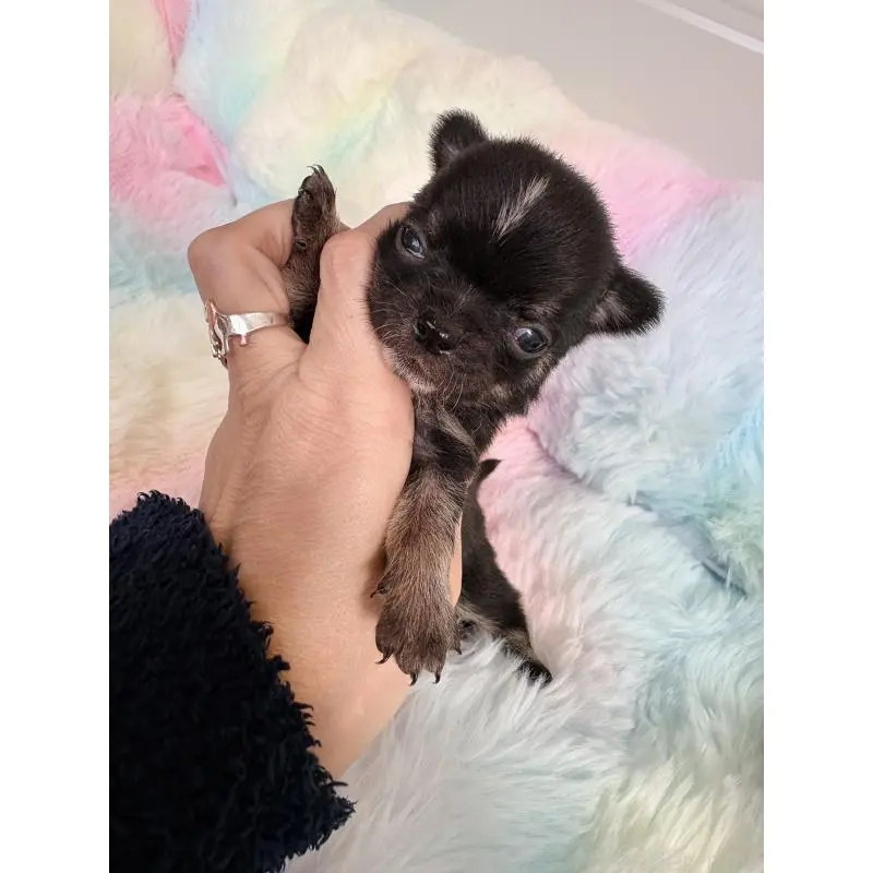 販売中の千葉県のチワワ(スムースコート)-453344の3枚目