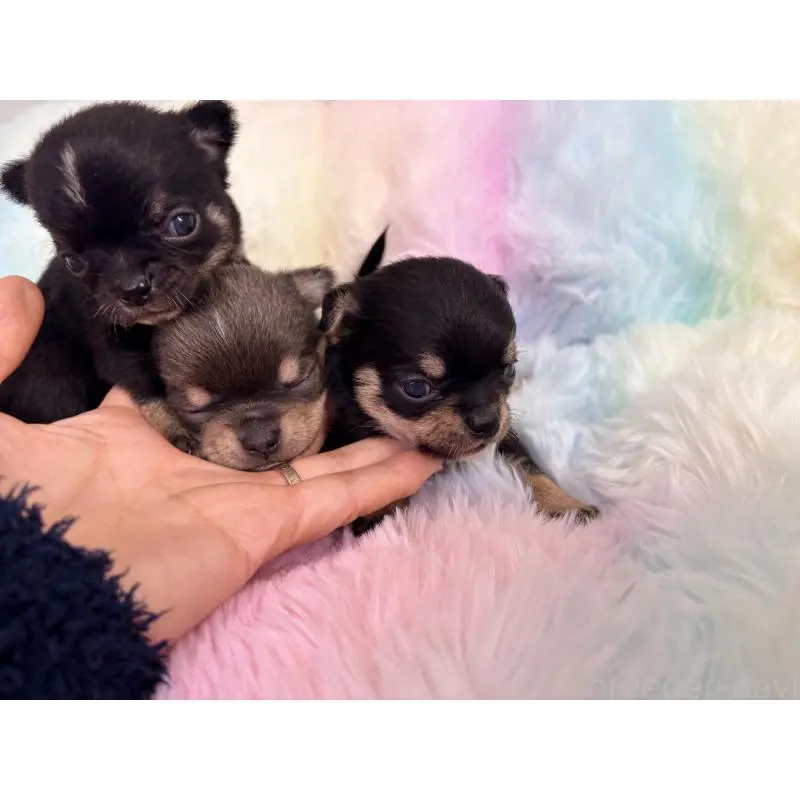 販売中の千葉県のチワワ(スムースコート)-453344の2枚目