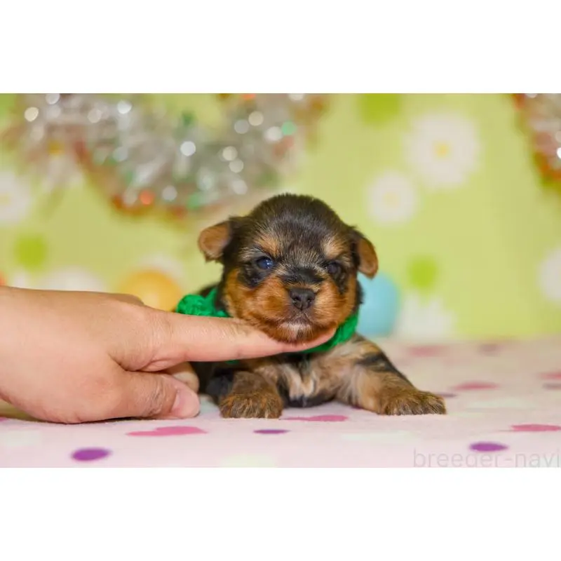 販売中の大分県のヨークシャーテリア-453345の6枚目