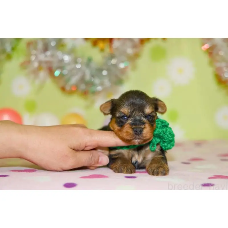 販売中の大分県のヨークシャーテリア-453345の5枚目