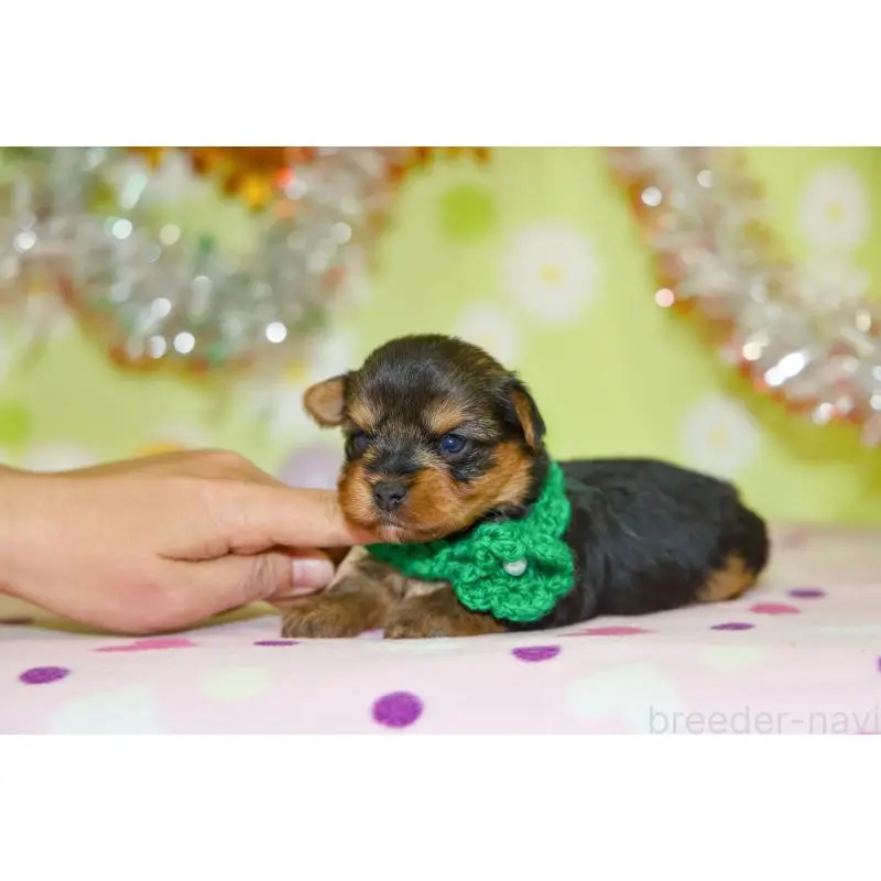 販売中の大分県のヨークシャーテリア-453345の4枚目