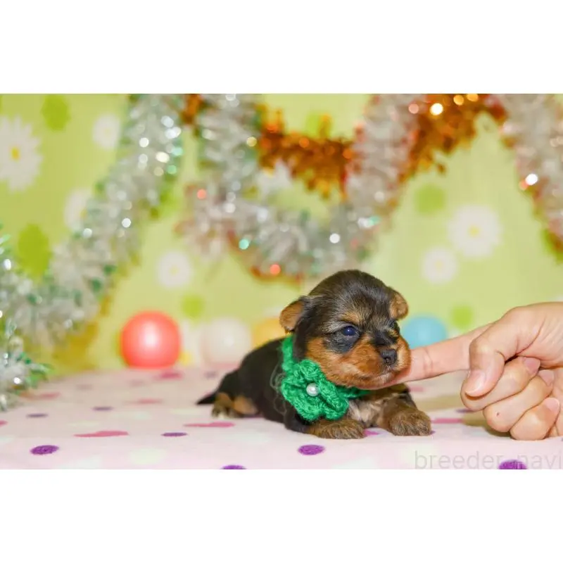 販売中の大分県のヨークシャーテリア-453345の3枚目