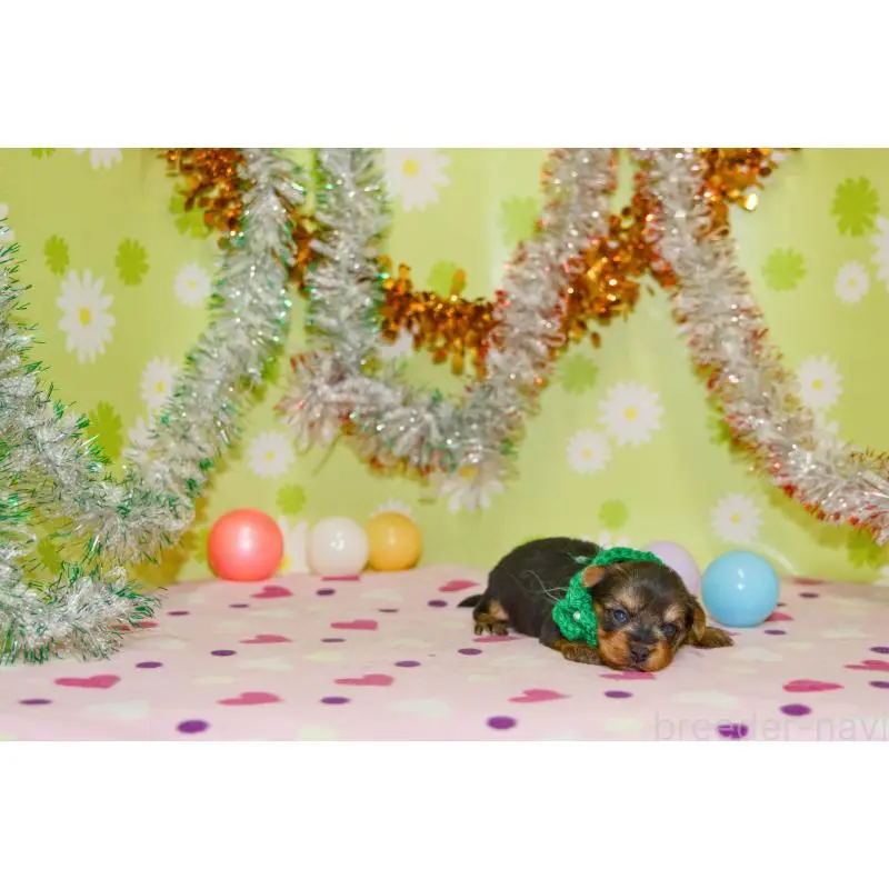 販売中の大分県のヨークシャーテリア-453345の2枚目