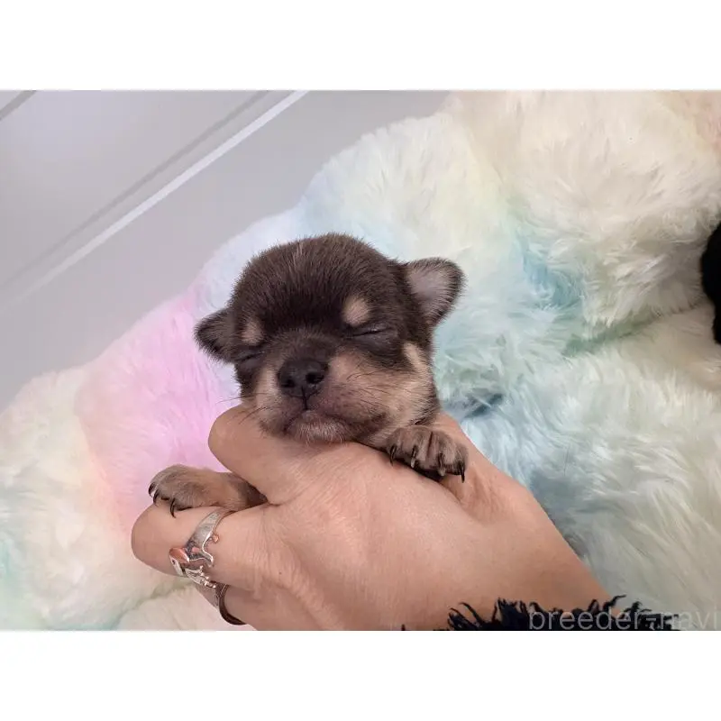 販売中の千葉県のチワワ(スムースコート)-453346の10枚目