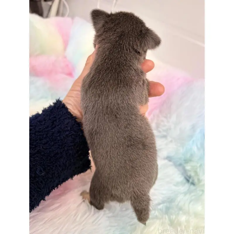 販売中の千葉県のチワワ(スムースコート)-453346の9枚目