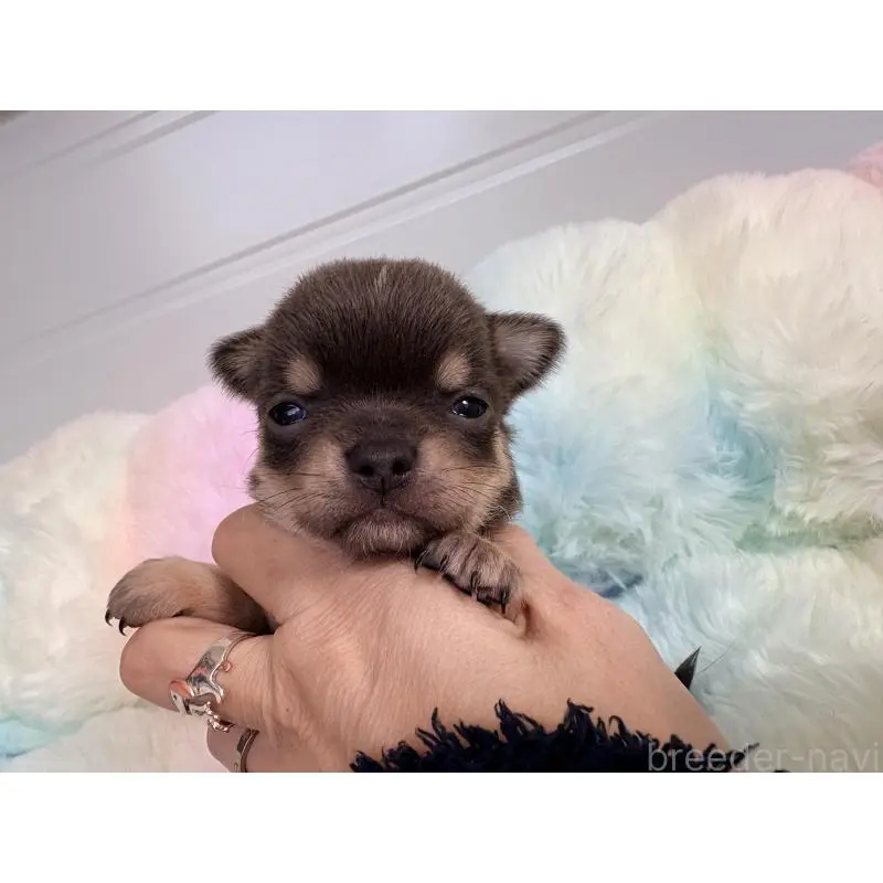 販売中の千葉県のチワワ(スムースコート)-453346の8枚目