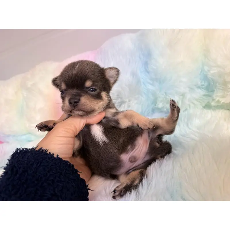 販売中の千葉県のチワワ(スムースコート)-453346の6枚目