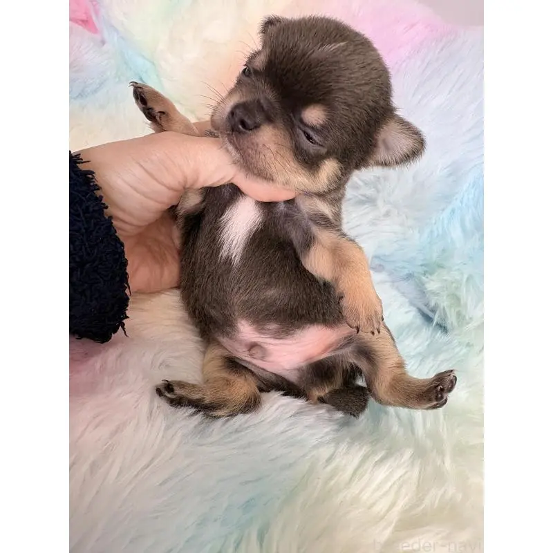 販売中の千葉県のチワワ(スムースコート)-453346の5枚目