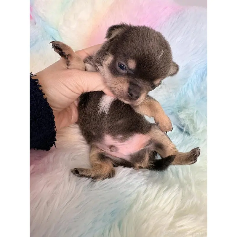 販売中の千葉県のチワワ(スムースコート)-453346の4枚目