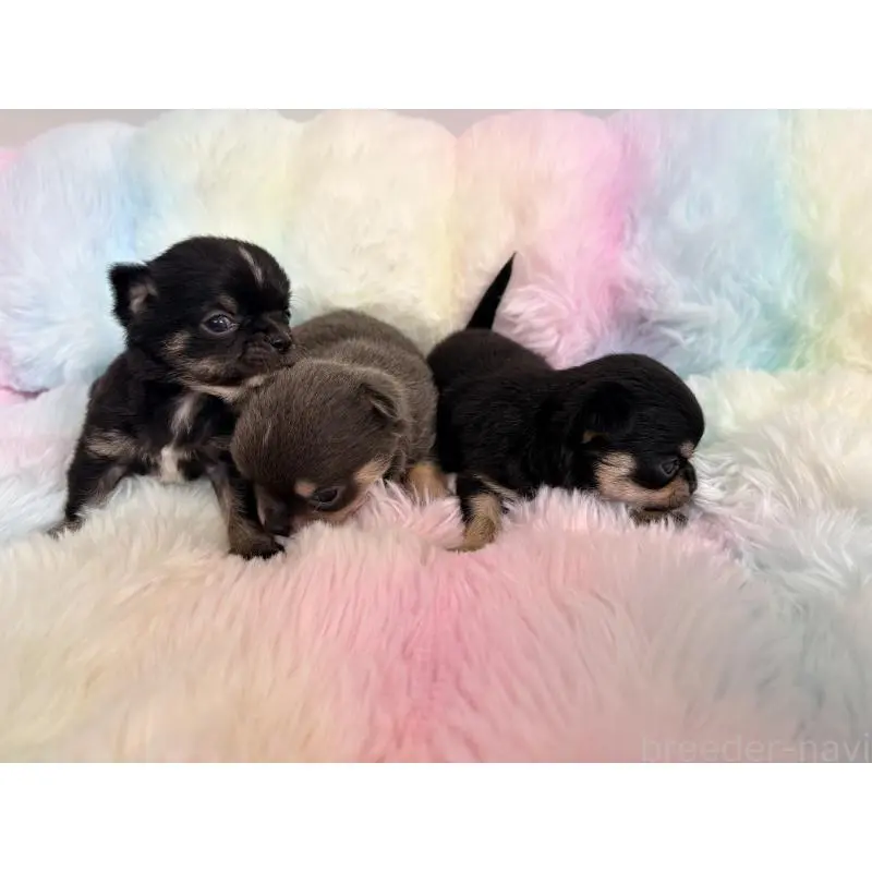 販売中の千葉県のチワワ(スムースコート)-453346の3枚目