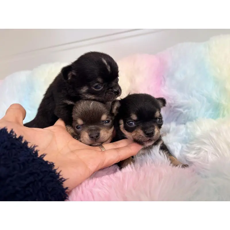 販売中の千葉県のチワワ(スムースコート)-453346の2枚目