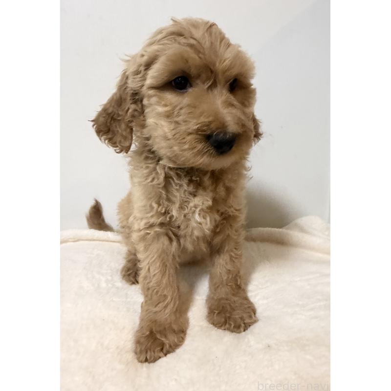 販売中の栃木県のゴールデンドゥードル:ゴールデンレトリーバー×プードル-445904