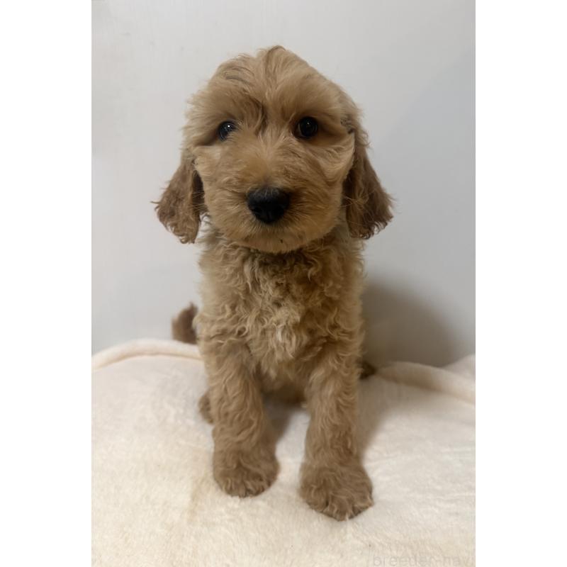 販売中の栃木県のゴールデンドゥードル:ゴールデンレトリーバー×プードル-445904の6枚目