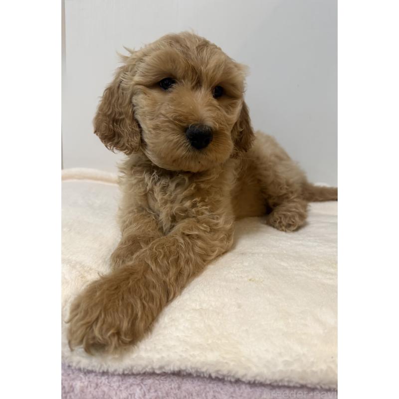 販売中の栃木県のゴールデンドゥードル:ゴールデンレトリーバー×プードル-445904の5枚目