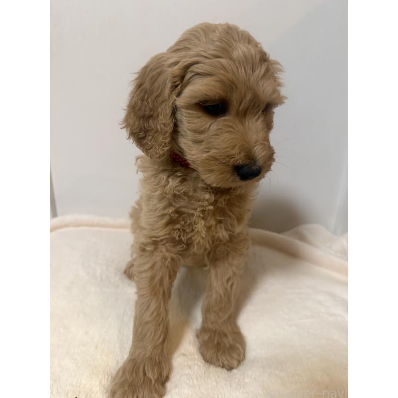 成約済の栃木県のゴールデンドゥードル:ゴールデンレトリーバー×プードル-445903の4枚目