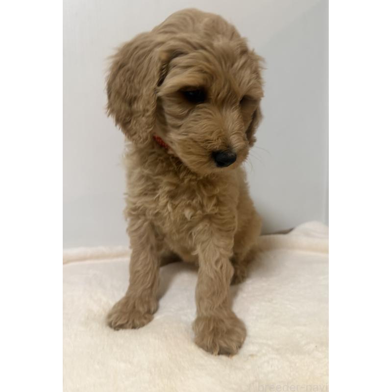 成約済の栃木県のゴールデンドゥードル:ゴールデンレトリーバー×プードル-445903の3枚目