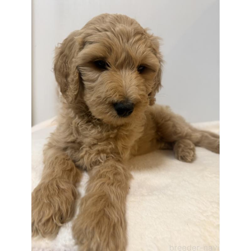 成約済の栃木県のゴールデンドゥードル:ゴールデンレトリーバー×プードル-445903の2枚目