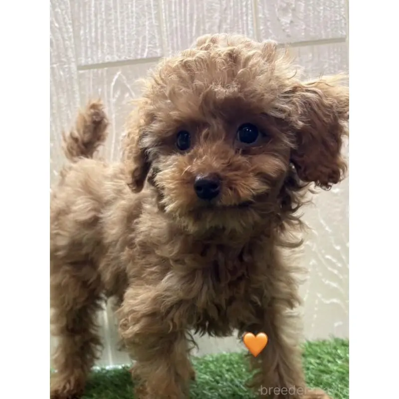 販売中の愛知県のトイプードル-453347の4枚目