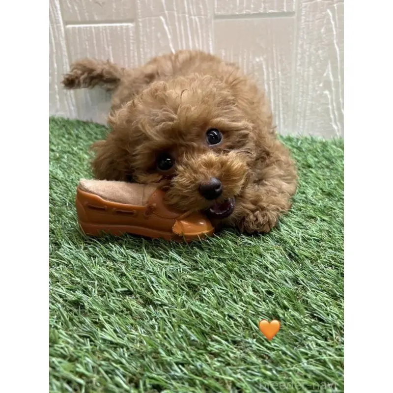 販売中の愛知県のトイプードル-453347の2枚目