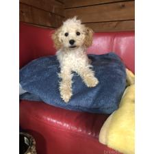 ♀︎トイプードル