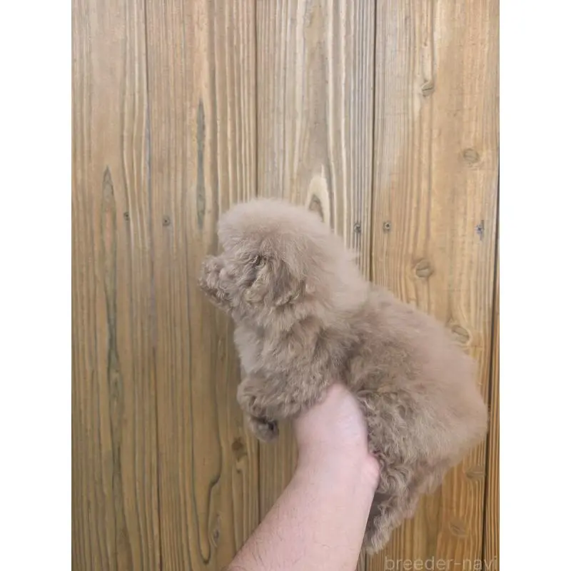 成約済の山口県のトイプードル-453349の2枚目