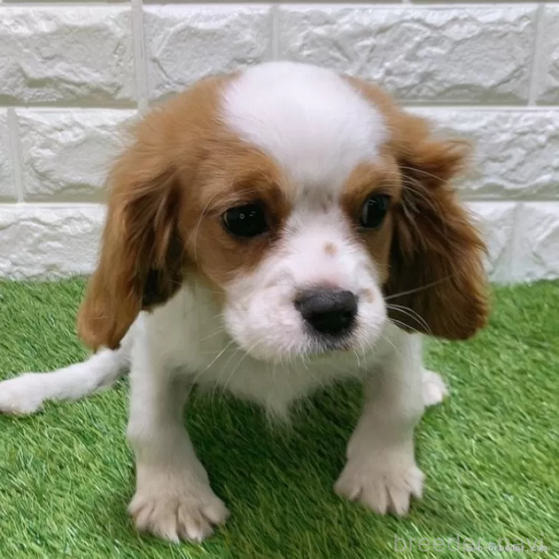 販売中の愛知県のキャバリアキングチャールズスパニエル-439926