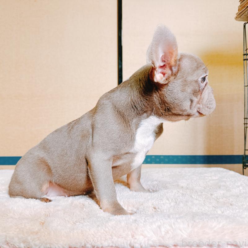 販売中の奈良県のフレンチブルドッグ-444792の5枚目