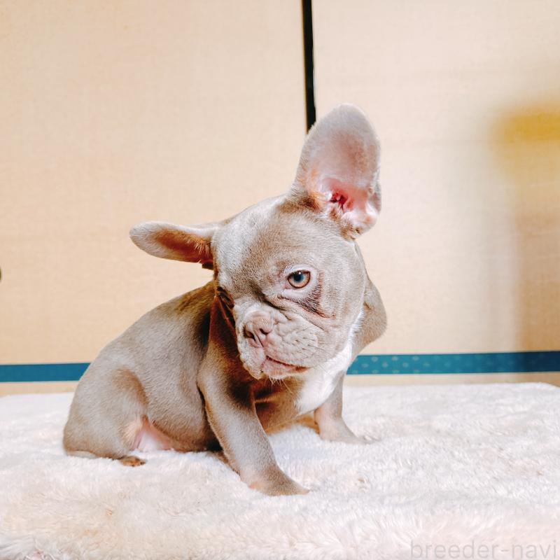 販売中の奈良県のフレンチブルドッグ-444792の4枚目