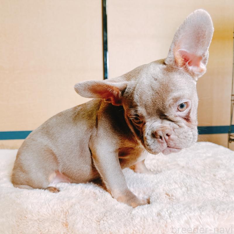 販売中の奈良県のフレンチブルドッグ-444792の2枚目