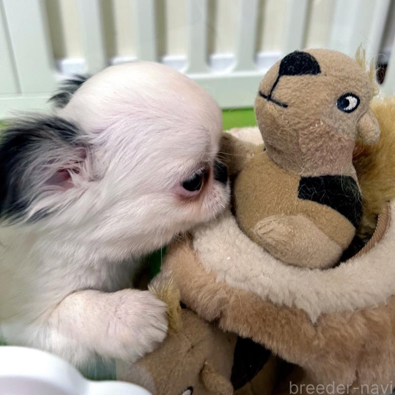 販売中の広島県のチワワ(ロングコート)-453530