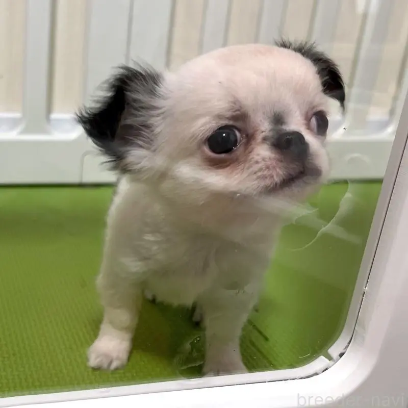 販売中の広島県のチワワ(ロングコート)-453530の8枚目