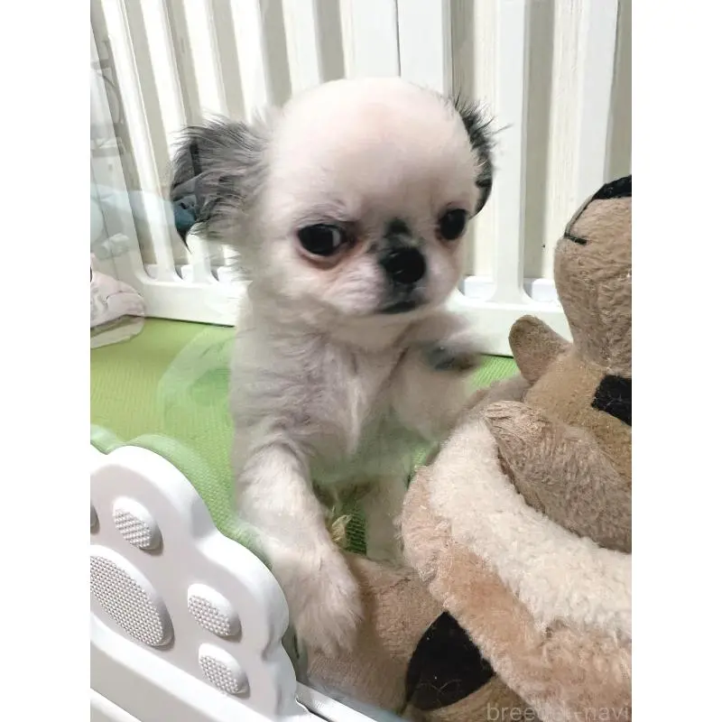 販売中の広島県のチワワ(ロングコート)-453530の6枚目