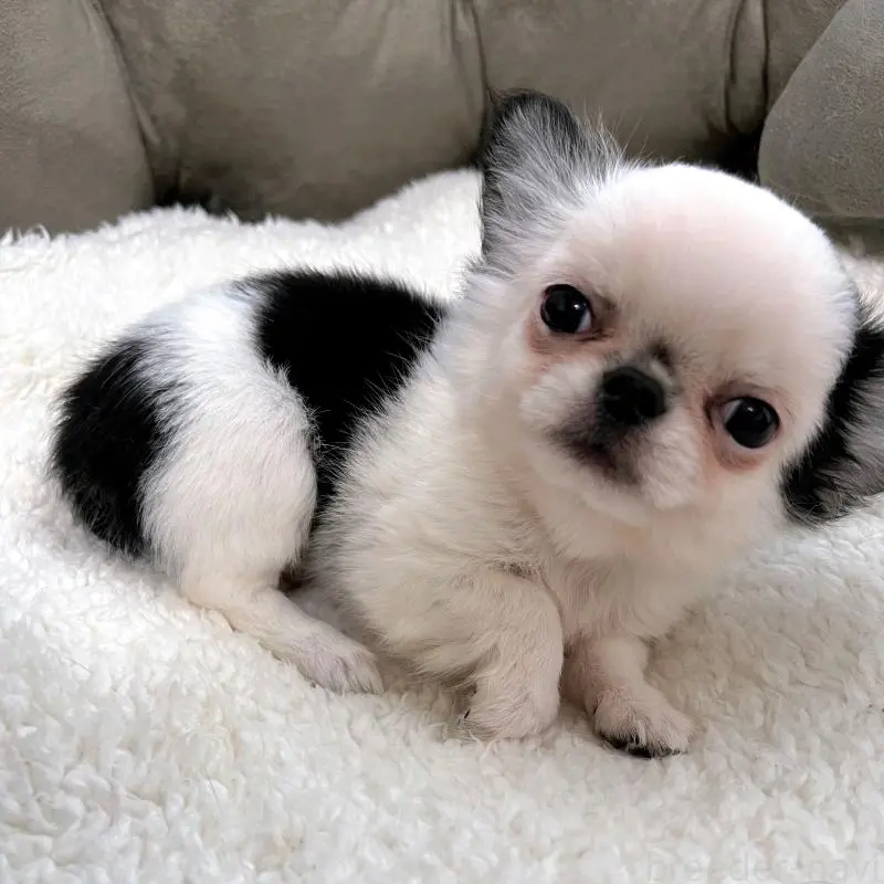 販売中の広島県のチワワ(ロングコート)-453530の5枚目