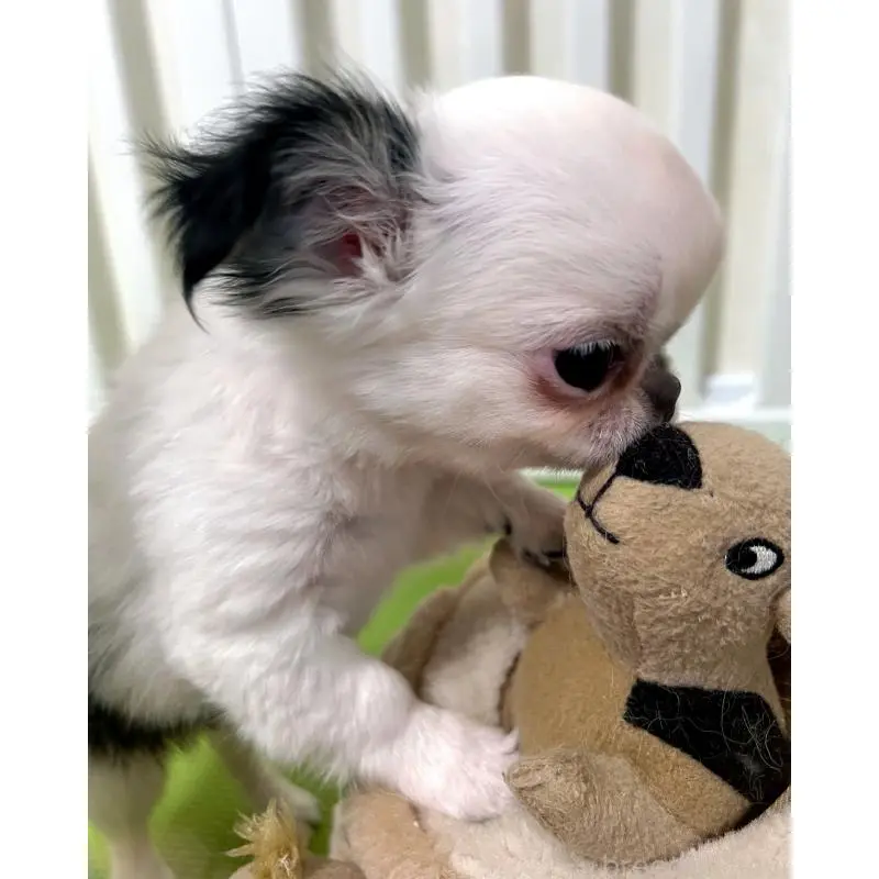 販売中の広島県のチワワ(ロングコート)-453530の4枚目