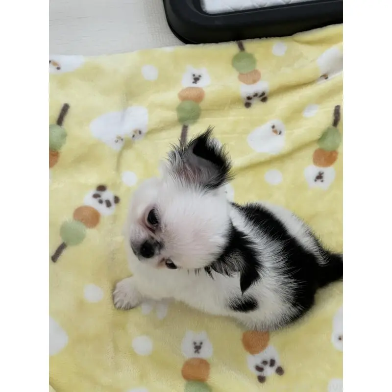 販売中の広島県のチワワ(ロングコート)-453530の3枚目