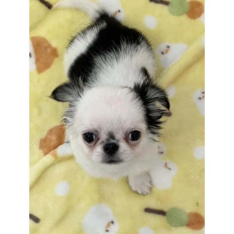 販売中の広島県のチワワ(ロングコート)-453530の2枚目