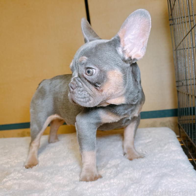 販売中の奈良県のフレンチブルドッグ-453531の10枚目