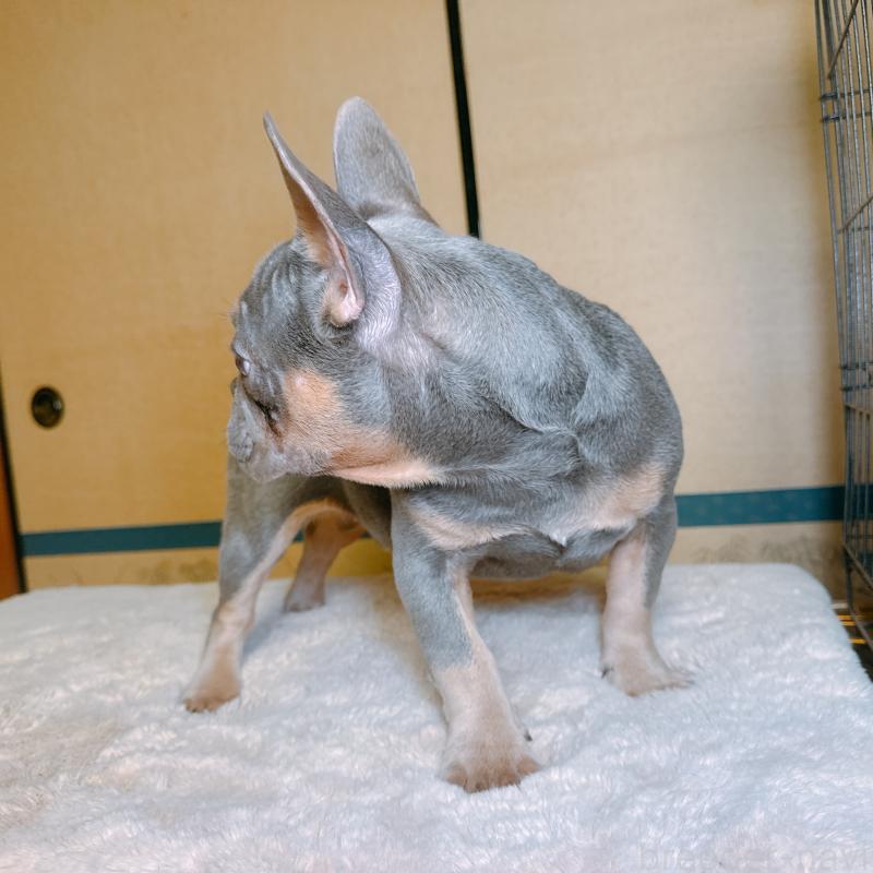 販売中の奈良県のフレンチブルドッグ-453531の9枚目