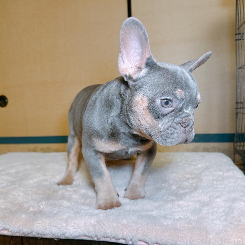 販売中の奈良県のフレンチブルドッグ-453531の8枚目