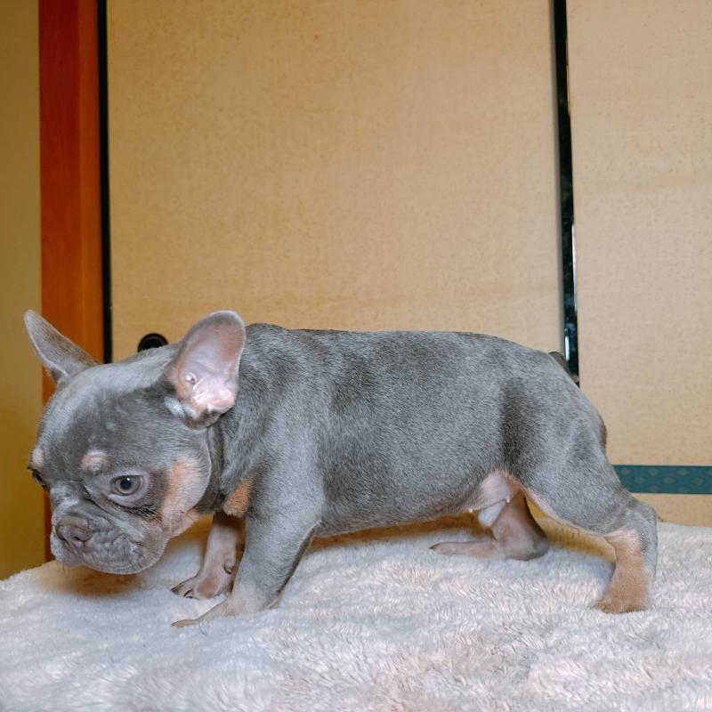 販売中の奈良県のフレンチブルドッグ-453531の7枚目
