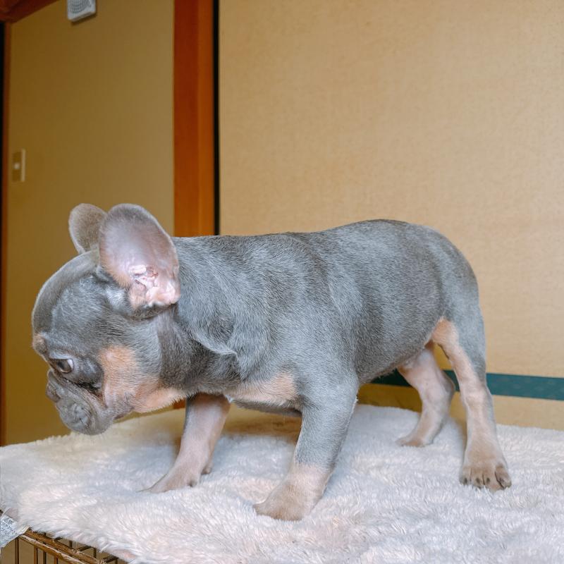 販売中の奈良県のフレンチブルドッグ-453531の5枚目