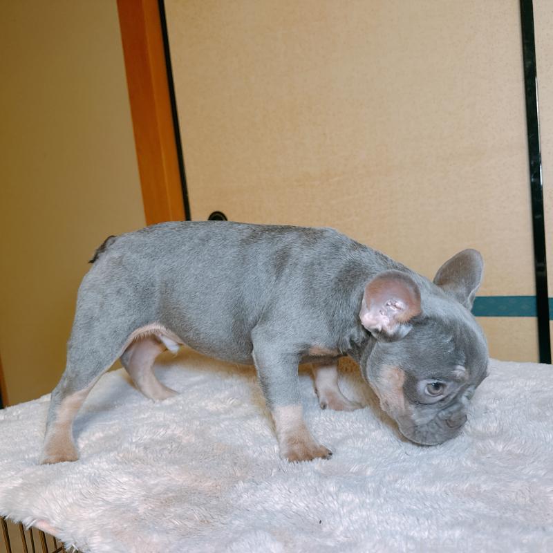 販売中の奈良県のフレンチブルドッグ-453531の4枚目