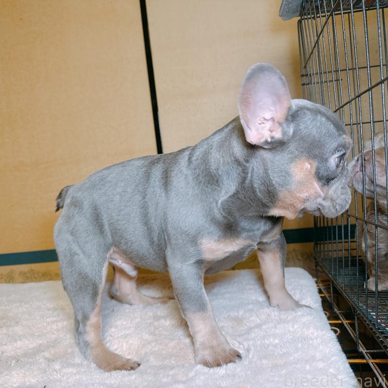 販売中の奈良県のフレンチブルドッグ-453531の3枚目