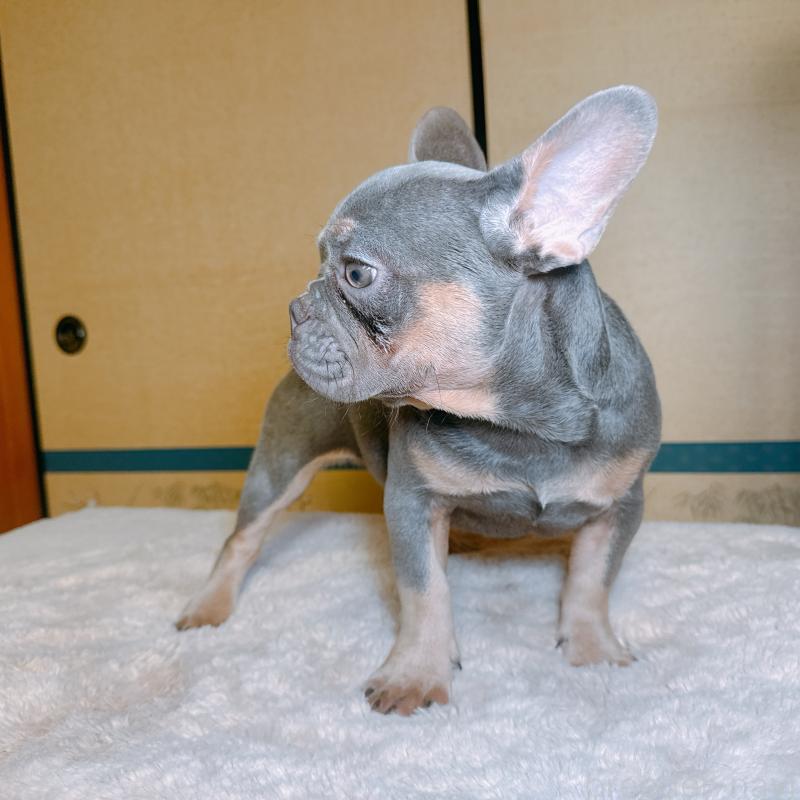 販売中の奈良県のフレンチブルドッグ-453531の2枚目
