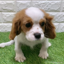 ♀︎キャバリアキングチャールズスパニエル
