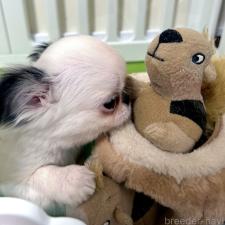 チワワ(ロングコート)の子犬