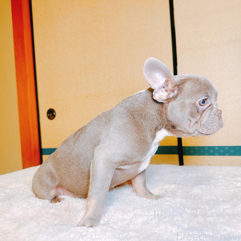 販売中の奈良県のフレンチブルドッグ-446844の2枚目