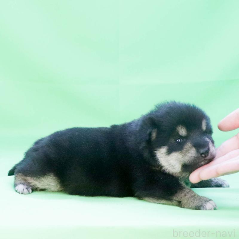 販売中の愛知県の柴犬-453532の3枚目