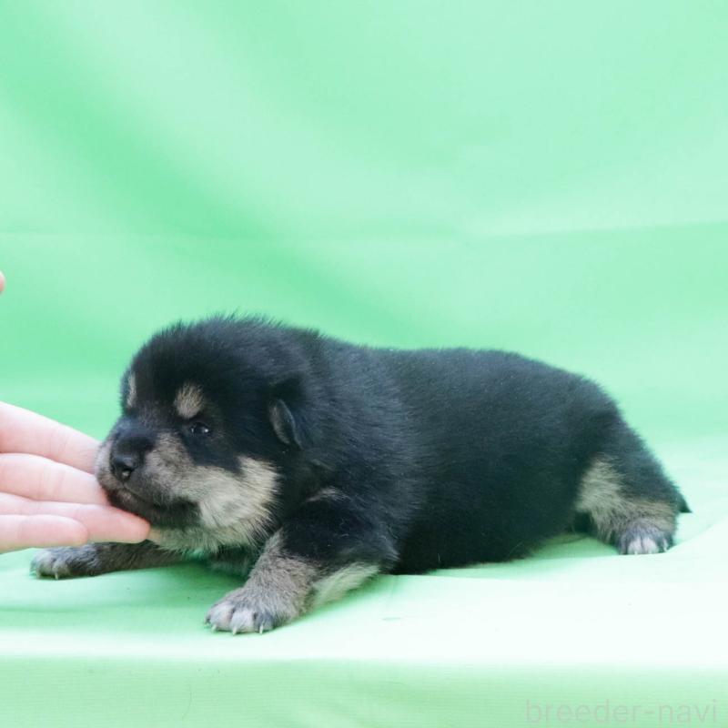 販売中の愛知県の柴犬-453532の2枚目